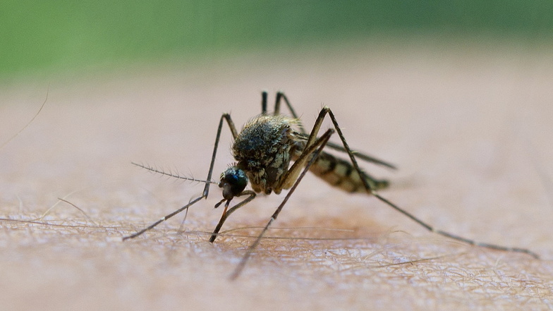 Sachsen ist in diesem Jahr ein Paradies für Stechmücken