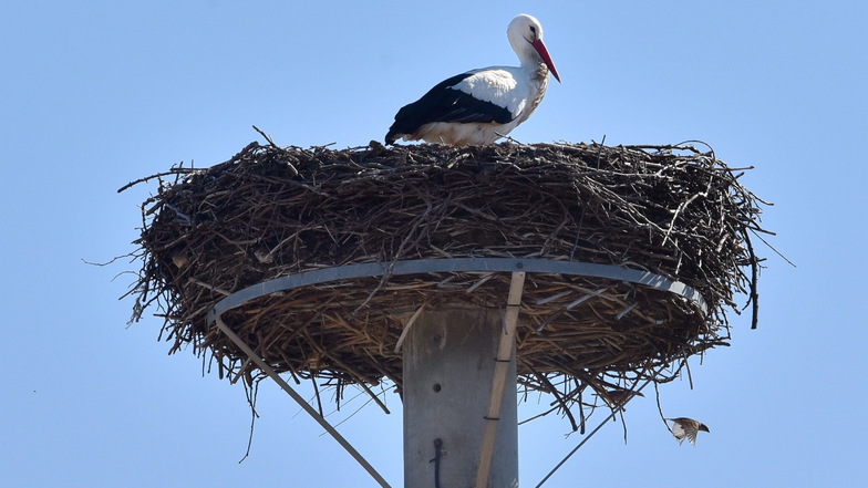 Der erste Storch von Reinholdshain ist wieder da und im Untergeschoss seines Nests nisten sich Spatzen ein.