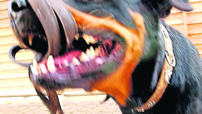 Zu gefährlichen Hundeattacken kommt es immer wieder. Nun wurde ein Fall aus Freital vor Gericht verhandelt.