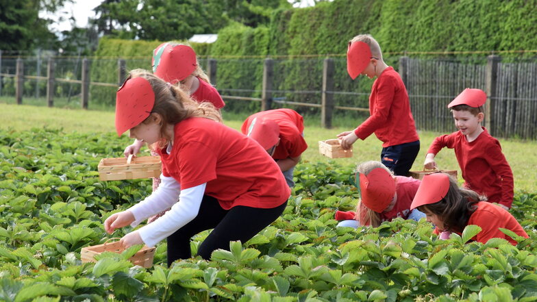 Die Kita-Kinder aus Nieschütz im Landkreis Meißen ernten die ersten reifen Erdbeeren.