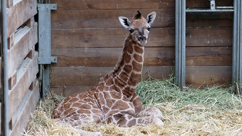 Giraffen-Baby kommt im Zoo Leipzig zur Welt