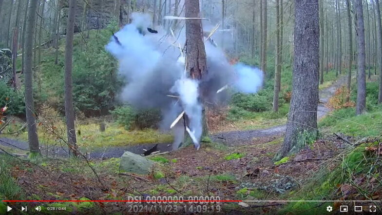 Ein Knall, dann fällt die Fichte. Ein Video des Nationalparks Böhmische Schweiz zeigt die Sprengung von Borkenkäferbäumen.