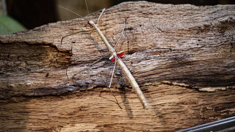 Die Rotflügelige Stabschrecken mit ihren winzigen Flügeln tarnt sich als dünner Zweig und ist oft erst bei genauem Hinschauen erkennbar.