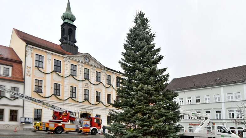 Auf dem Radeberger Marktplatz wurde am Mittwochvormittag der Weihnachtsbaum aufgestellt. Es handelt sich um eine Coloradotanne.