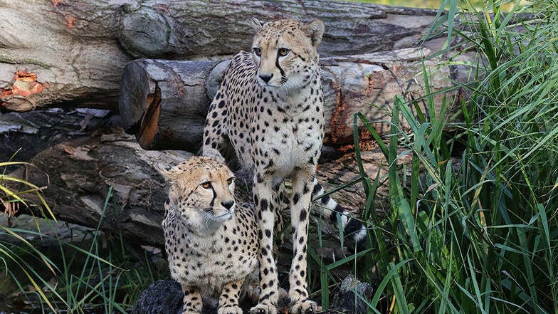 Ebenfalls gestorben ist die Gepardin Tariro (rechts), hier mit ihrer Schwester Nandi.