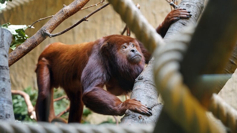 Neuigkeiten aus dem Zoo Dresden: Hier gibt's Nachwuchs und eine neue Tierart