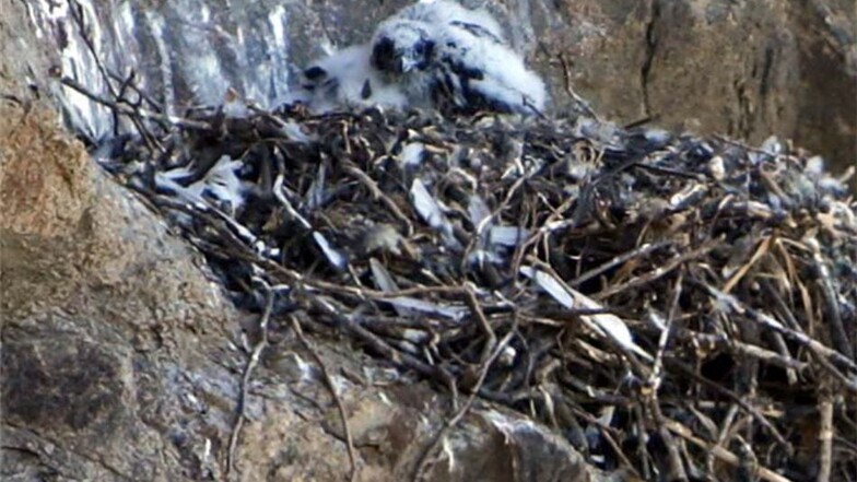 Die beiden Mini-Falken wurden jetzt aus ihrem Nest geholt, um sie zu beringen.