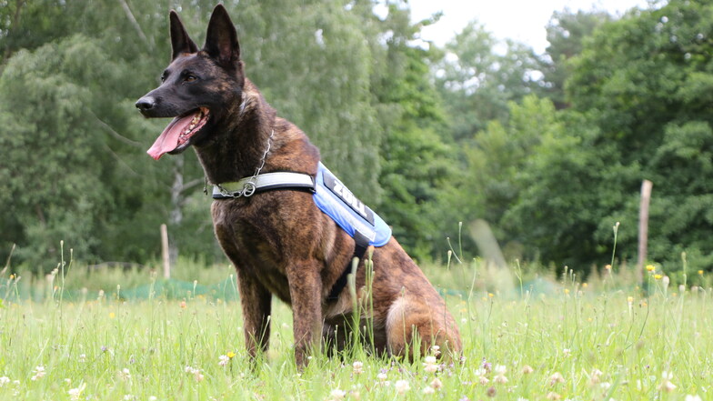 Der fünfjährige Holländische Schäferhund Hera hat die Drogen in dem Posttransporter gefunden.