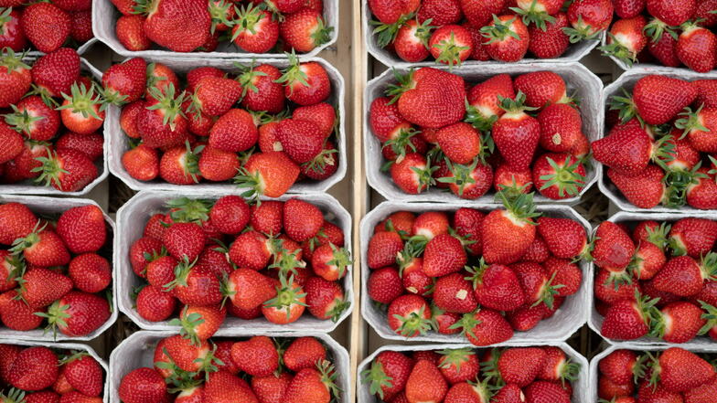Bald beginnt auch in Sachsen die Erdbeersaison.