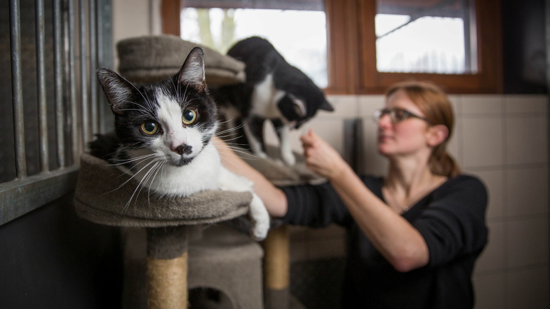 Möglichst kurz im Käfig: Sarah Bodschinsky betreut im Dresdner Tierheim die Quarantäne-Katzen.