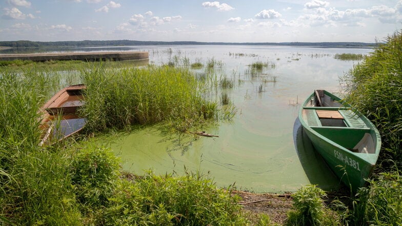 Blaualgen im Stausee Quitzdorf: Das Foto entstand vor drei Jahren. Aber auch aktuell sind die Wasserlebewesen stark auf dem Vormarsch.