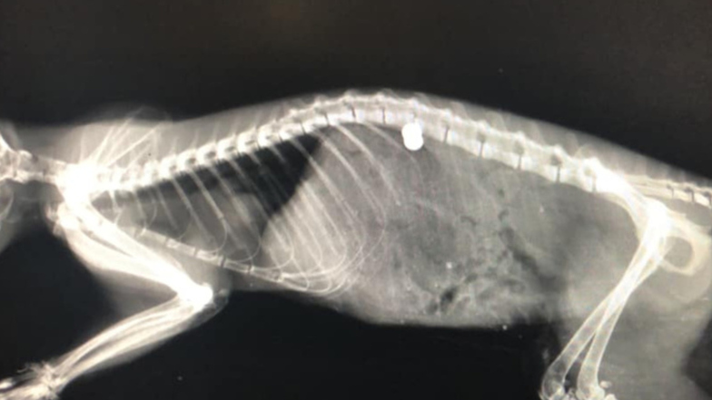 Die Röntgenaufnahme zeigt das Geschoss, das im Rücken des Eichhörnchens steckte.