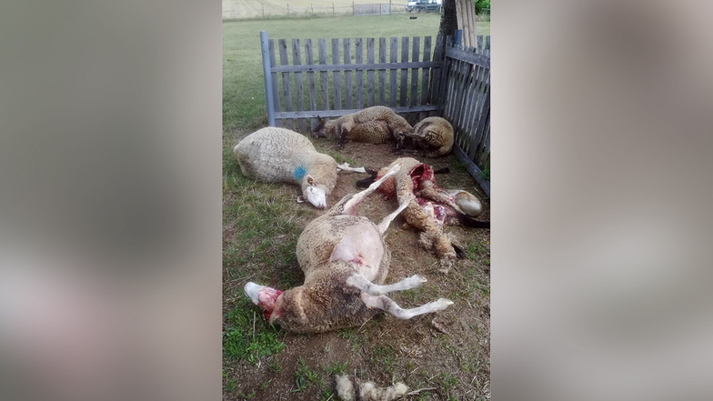 Bei einem Wolfsangriff wurden in der Nacht von Dienstag zu Mittwoch fünf Schafe im Malschwitzer Ortsteil Doberschütz getötet.