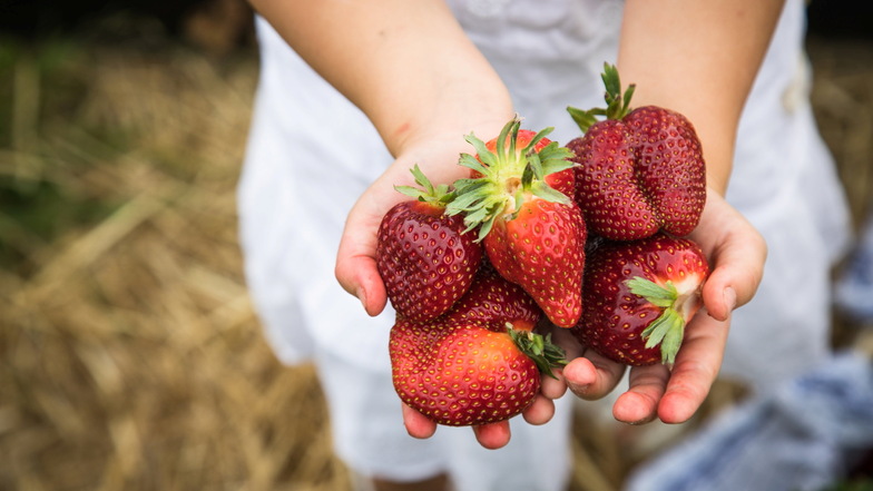 Öko-Test findet Pestizide in Erdbeeren