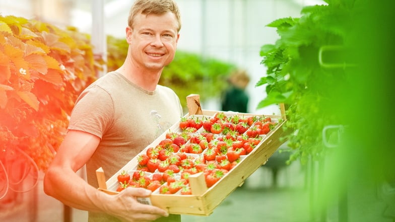 Obstbauer Michael Görnitz aus Coswig erntet auch jetzt noch Erdbeeren in seinem Gewächshaus.