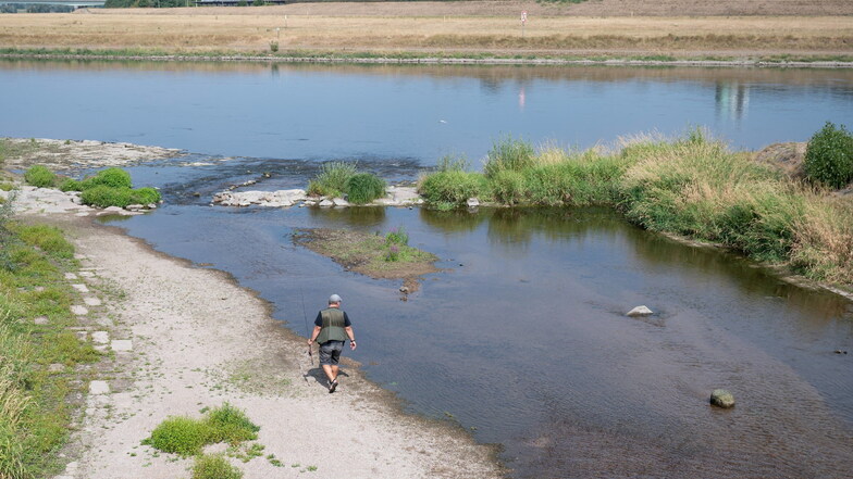 Dürre und Hitze setzen Fischen in Sachsens Flüssen zu