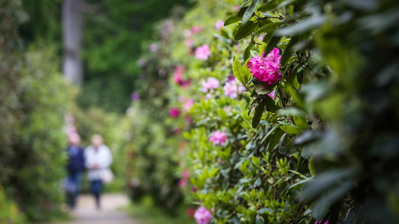 Nur vereinzelt blühen die Rhododendren im Wachwitzer Park.