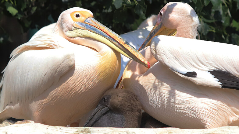 Nach langem Warten endlich da: Die Pelikane im Zoo Dresden haben Nachwuchs