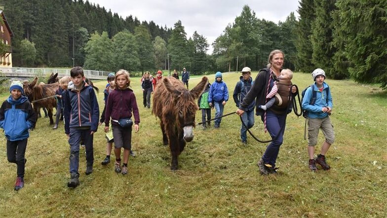 Hier bestimmen die Esel das Tempo, wie die Kinder aus der 5. Klasse vom Chemnitzer Schulmodell feststellen, die mit den Tieren an die Talsperre Lehnmühle wandern.