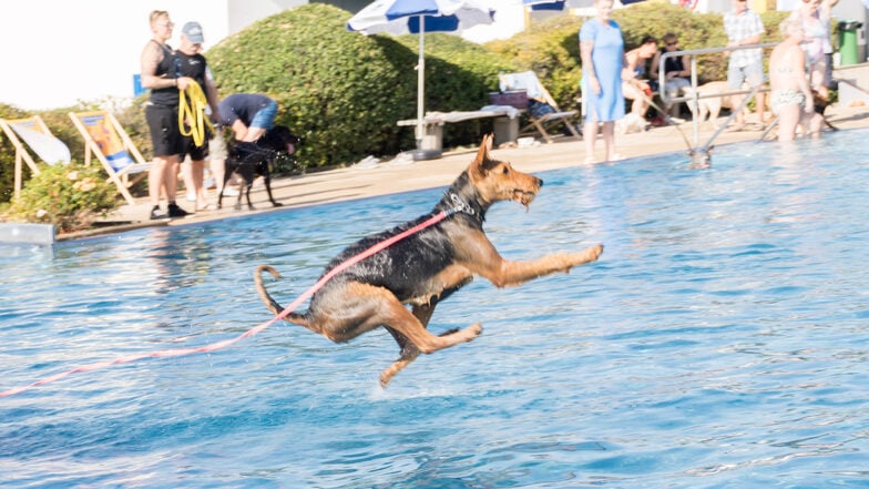 Menschen dürfen nicht vom Beckenrand ins Wasser springen, Vierbeiner beim Hundebadetag schon.