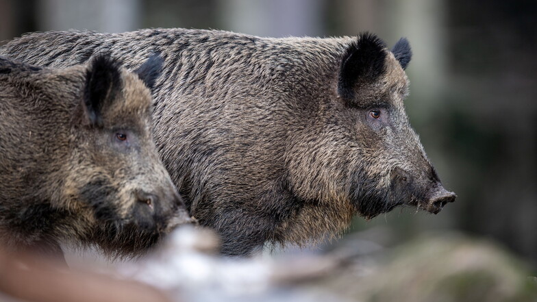 In der Gemeinde Jindřichovice pod Smrkem unweit von Zittau und Liberec wurde die Afrikanische Schweinepest festgestellt.