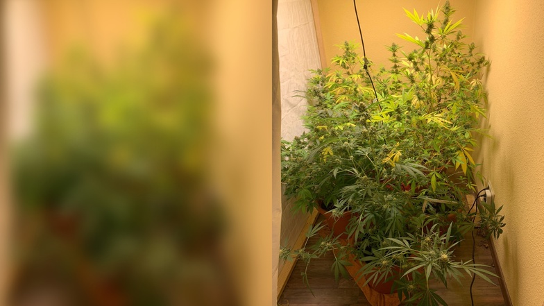 Diese Cannabispflanzen haben Beamte entdeckt.