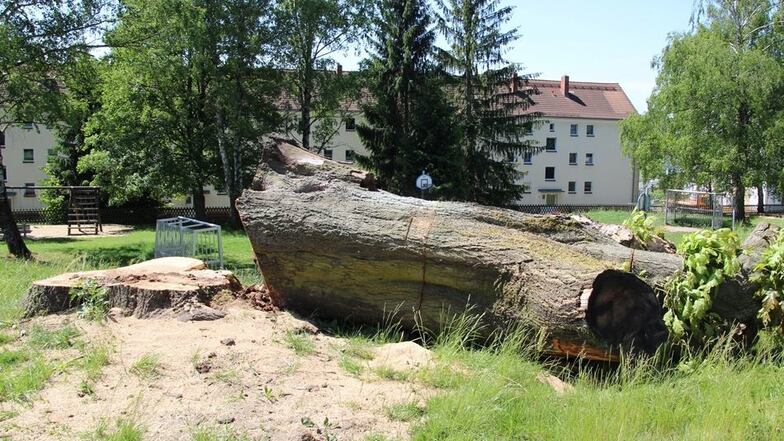 Am Montag setzten Fachleute erneut die Kettensäge an und legten den Baum komplett um.