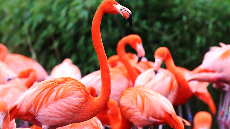 Die rosa-orange Farbe der Flamingos ist eher eine Nebenwirkung durch Farbstoffe in ihrer Nahrung, etwa Krebs und Algen.