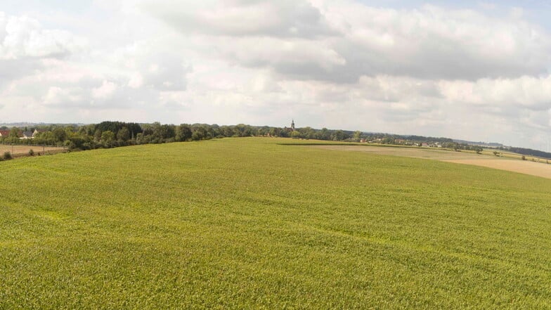 Noch wächst auf diesem Feld südlich von Riesa Mais, doch bald kommen die Bagger. Später wird die B169 hier entlangführen und dann rechts an Bloßwitz (Kirchturmspitze) vorbei Richtung Salbitz führen.