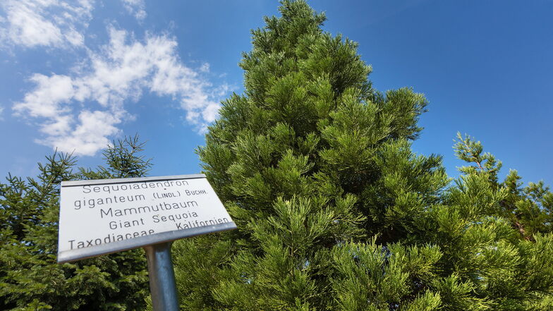 Aus einem Wald bei Oßling ist ein Mammutbaum - hier ein Symbolfoto - gestohlen worden.