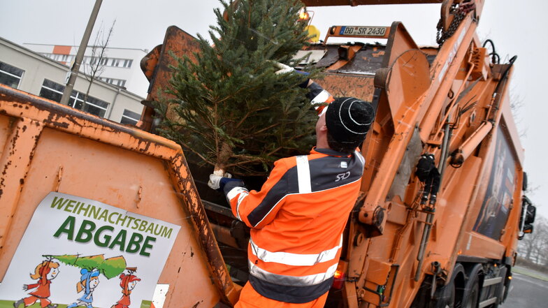 Auch in diesem Jahr werden die Dresdner Weihnachtsbäume von Sammelplätzen abgeholt.