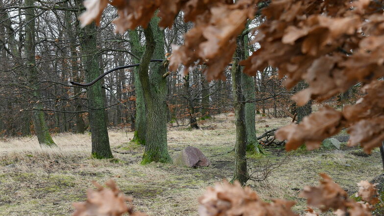 Naturidyll mit wunderbaren Aussichten und ein friedvoller Ort für die letzte Ruhestätte: Das Waldgebiet am Wilisch bei Kreischa.