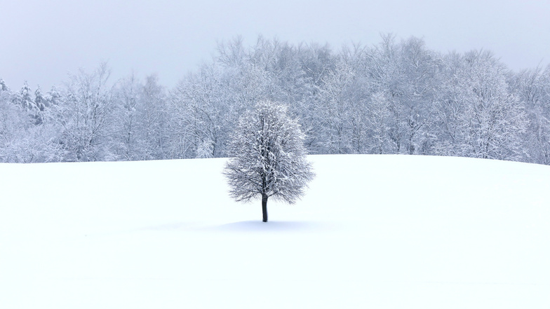 Etwas einsam steht dieser Baum am 13. Dezember  bei Lückendorf, der hier in den Mittelpunkt rückt. Foto: Rafael Sampedro