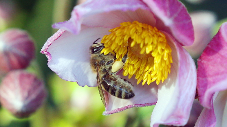 Das feuchte Wetter hat Bienen in diesem Jahr weniger sammeln lassen als in den Vorjahren.