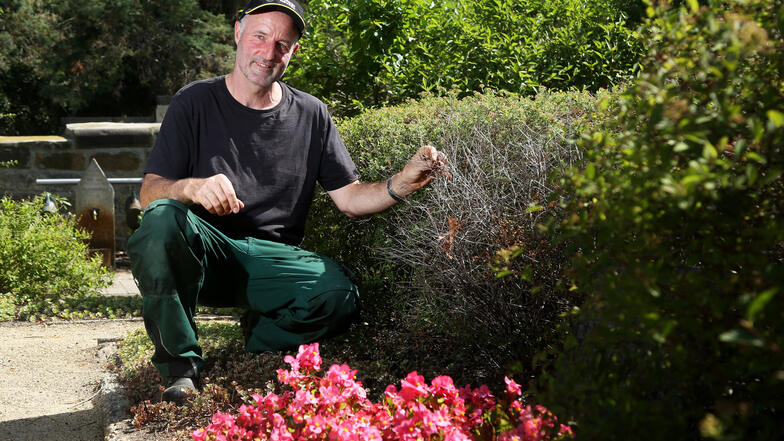 Friedhofsmitarbeiter Carlo Schulz zeigt  Trockenschäden an einer Hecke auf dem Friedhof am Mergendorfer Weg in Riesa. Ohne ständiges Gießen wären hier viele Pflanzen schon vertrocknet, sagt er.