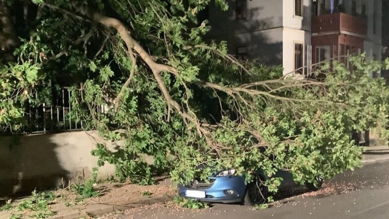 Auf der Bismarckstraße in Dresden-Niedersedlitz begrub ein umgestürzter Baum einen PKW unter sich.
