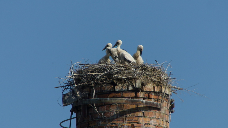 Nachdem längere Zeit drei Storchen-Junge beobachtet wurden, zeigte sich jetzt noch ein viertes Jungtier.