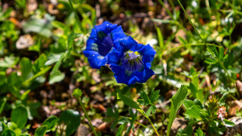 Der Blaue Enzian ist eine markante Pflanze des Hochgebirges. 