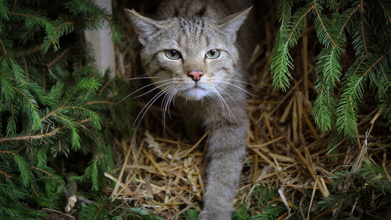 Eine Wildkatze erkundet in einem Wald ihr Auswilderungs-Gehege. Der BUND Sachsen beteiligt sich an einem Projekt, die Lebensbedingungen für die Tiere zu verbessern.