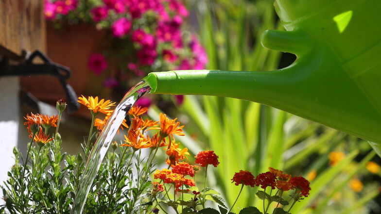 Pflanzen sollten bei hohen Temperaturen lieber einmal intensiv als täglich ein wenig gegossen werden. Und das möglichst mit Wasser aus der Regentonne.