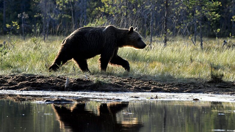 In den rumänischen Karpaten leben etwa 5.000 Braunbären.