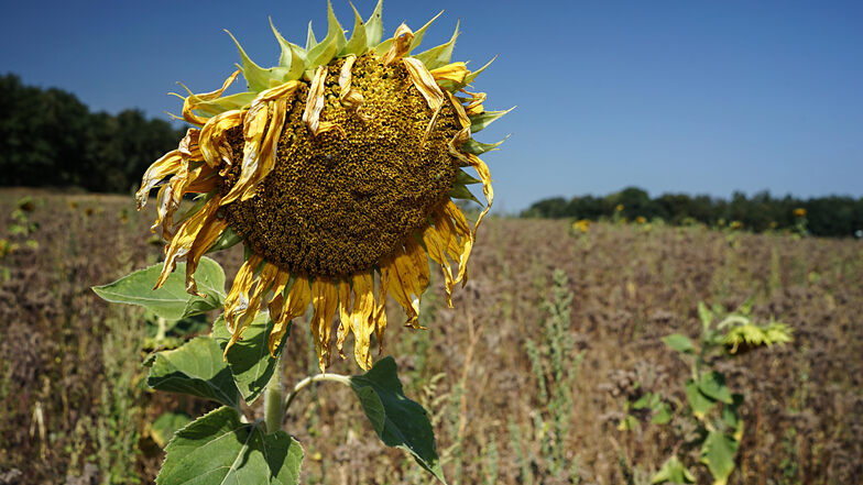 Hitze und Trockenheit haben den Sommer 2018 bestimmt.