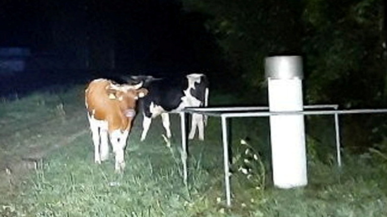 Auf Abwegen: Die Kühe Anton und Freddy tauchten Sonntagnacht auf einem Grundstück in Sproitz auf.