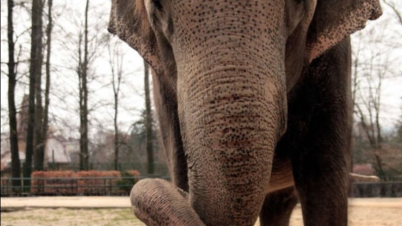 Die 58-jährige Elefanten-Dame Rání musste eingeschläfert werden.