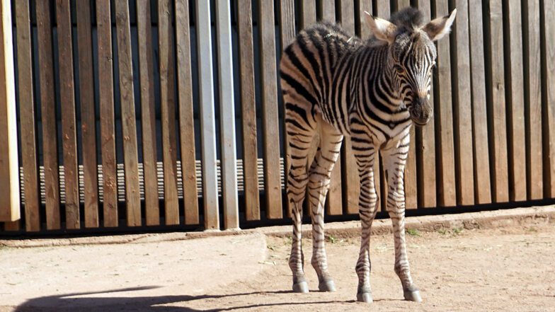Zebra-Baby Camina hat sich in seinen ersten Tagen bereits prächtig entwickelt.