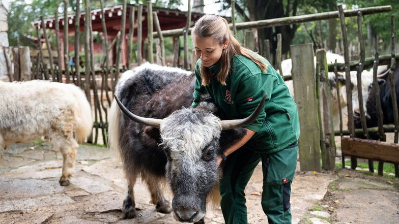 Die Tierpark-Mitarbeiter – auf dem Bild Tierpflegerin Kristin Kasper mit einer Yak-Kuh – können sich freuen: Ihre Einrichtung erhält eine Auszeichnung.