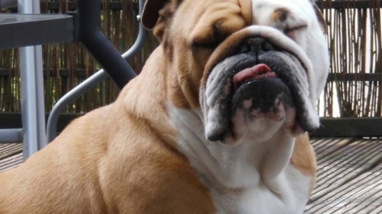 Englische Bulldogge: Verkürzung der Kiefer-, Nasenknochen und Schwanzwirbelsäule. 