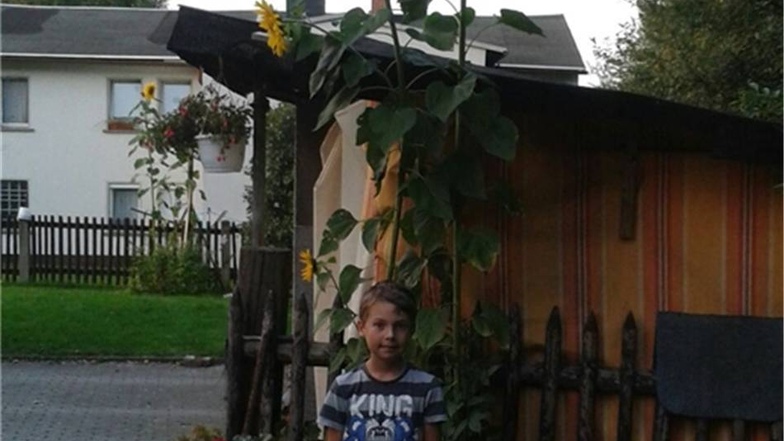 Demian Henning aus Leutersdorf vor einer 325 cm hohen Sonnenblume.