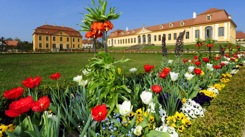 Tulpen in den Blumenrabatten des Großsedlitzer Barockgartens: Auf den Anblick müssen die Besucher in den nächsten Jahren verzichten.