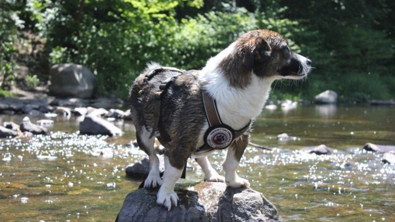 An der Weißeritz gefunden: Entlaufener Hund von krebskranker Dresdnerin ist wieder da